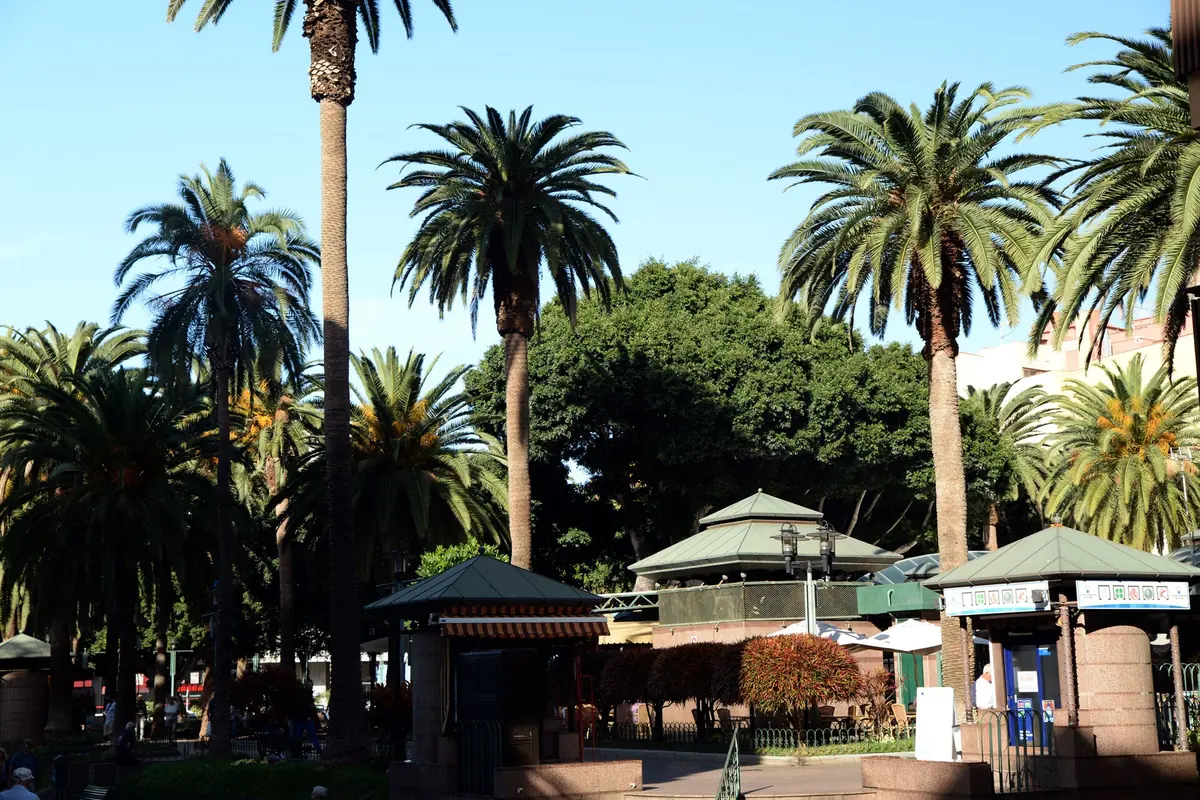 Palm trees and small kiosks with green roofs in the Plaza del Charco, Puerto de la Cruz, in the afternoon light